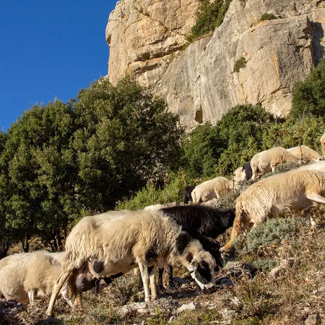 Ziegen im Nationalpark - Sardinien Roadtrip